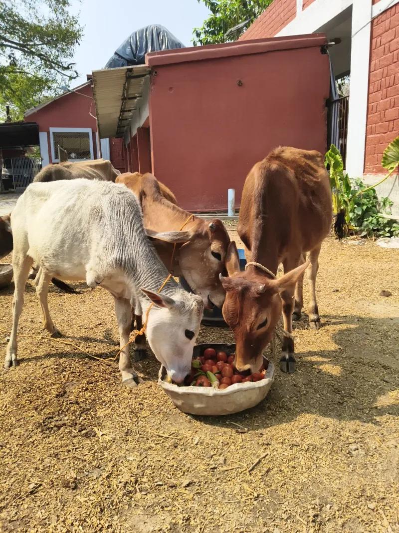 Chhaya Animal Hospital & Shelter under Parvaah — image 1