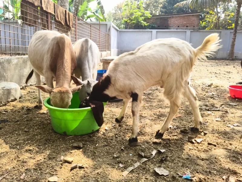 Chhaya Animal Hospital & Shelter under Parvaah — image 4