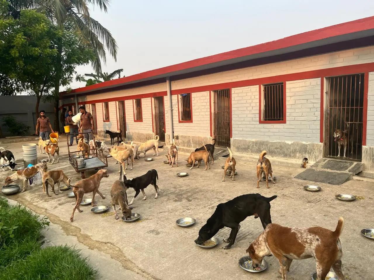 Chhaya Animal Hospital & Shelter under Parvaah — image 3