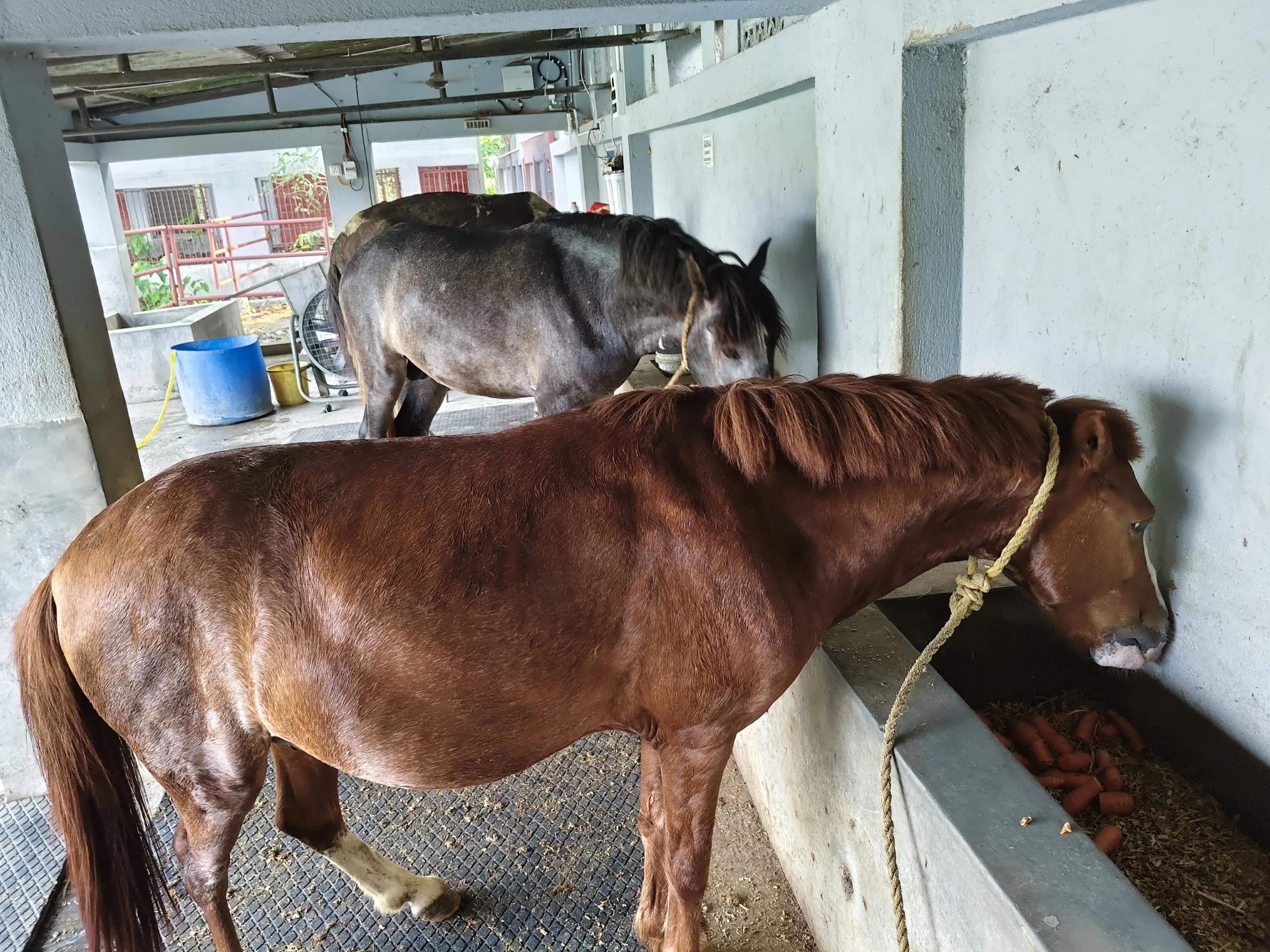 Chhaya Animal Hospital & Shelter under Parvaah — image 2